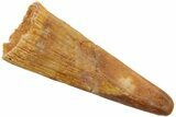 Fossil Pterosaur (Siroccopteryx) Tooth - Morocco #228861-1